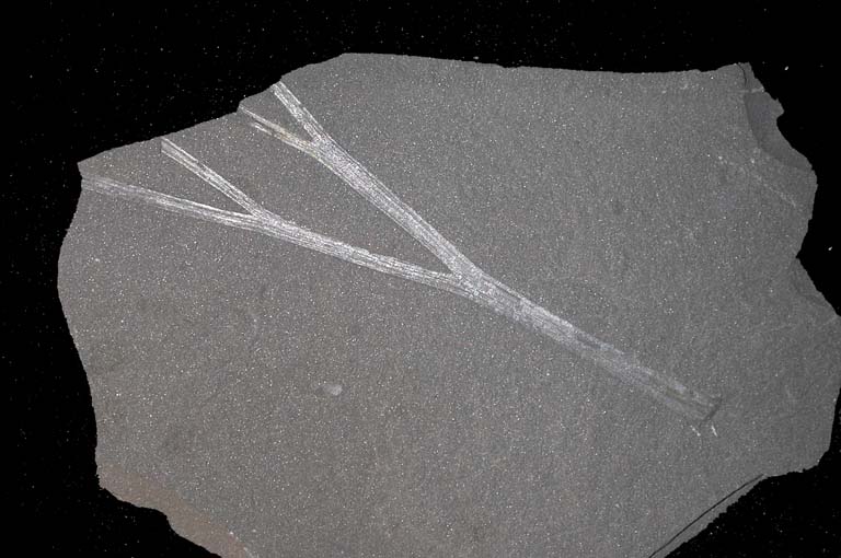 Colour photograph of a gray rock with silver stripes