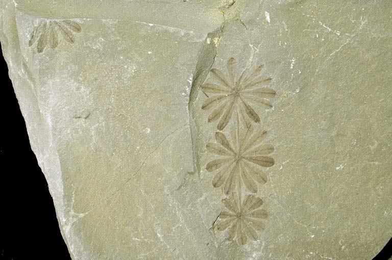 Colour photograph of a gray rock with brown fossils leaves