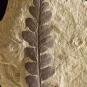 Colour photograph of a gray rock with a black fossil of a fern leaf