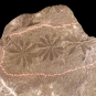Colour photograph of a gray rock with black fossils of leaves and a pink line around them