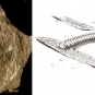 Double colour image of gray rock with curved black shape on it and sketch of a millipede
