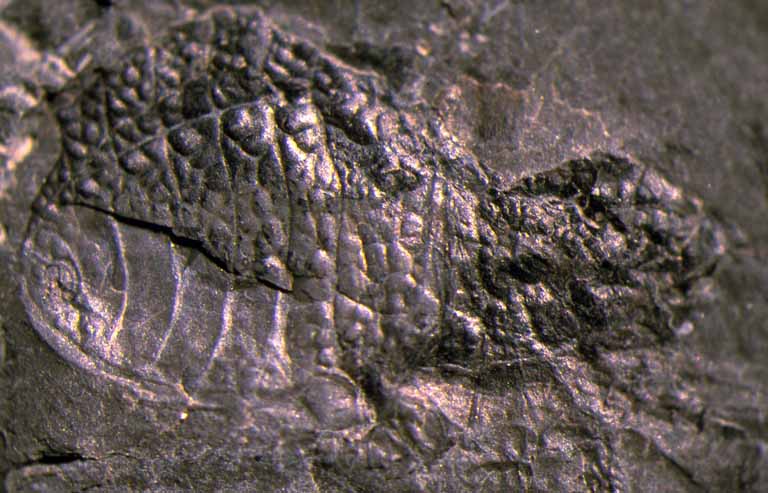 Colour photograph of a black rock with small bumps