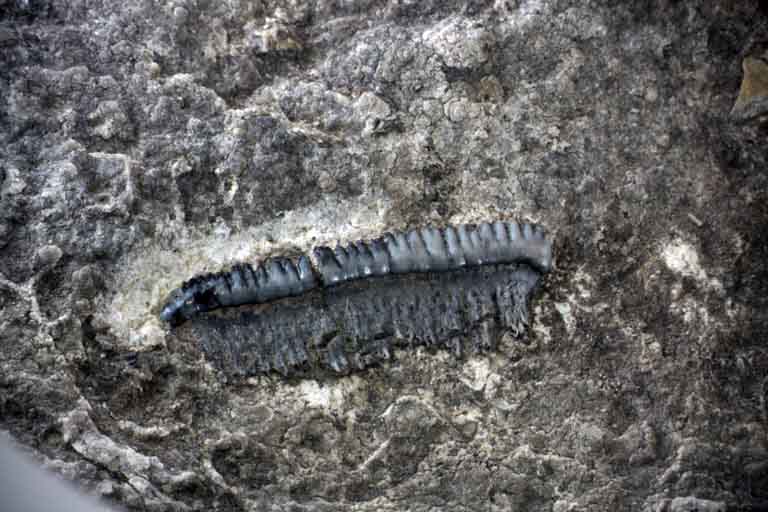 Colour photograph a gray rock with black rectangle shape with bumps