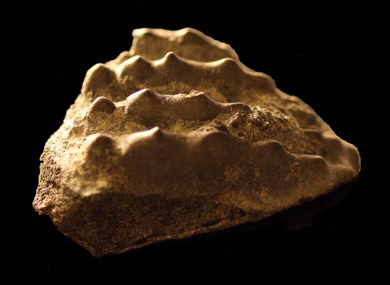 Colour photograph a brown rock with four rows of small bumps on top of it