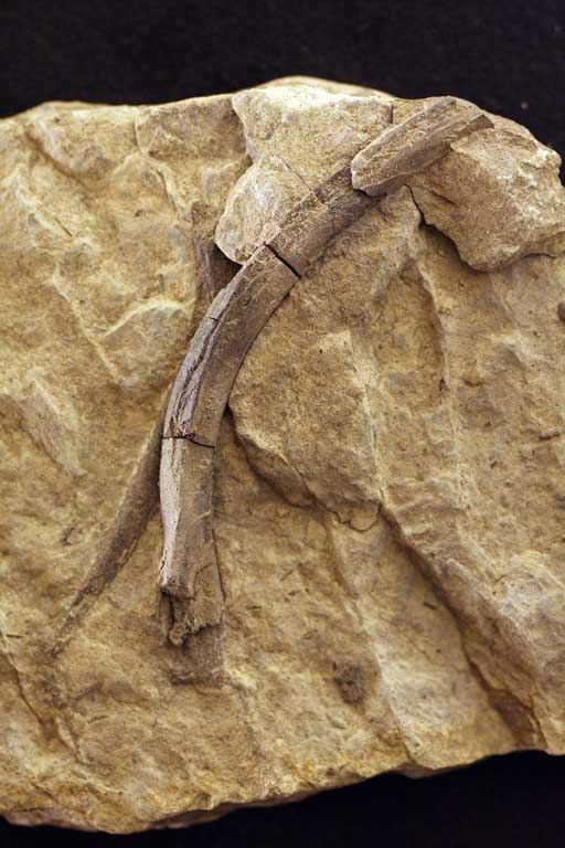 Colour photograph a brown rock with a long brown bone on it
