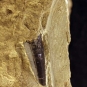 Colour photograph a brown rock with a black triangular shaped tooth on it